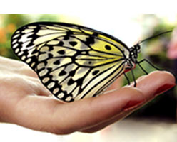 butterfly
