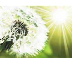 dandelion
